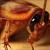 Тараканы: почему их называют Стасиками, и другие интересные факты из их жизни
