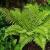 Features of the structure and activity of ferns, their role in nature and human life