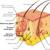 Open Library - open library of educational information Anatomy and physiology of the skin