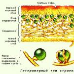 Лишайники - строение, размножение и способы питания