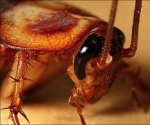 Κατσαρίδες: γιατί ονομάζονται Stasiks, και άλλα ενδιαφέροντα γεγονότα από τη ζωή τους