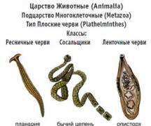 Opće karakteristike vrste pljosnatih crva Koje su građevne značajke pljosnatih crva