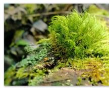 Sphagnum: structure, reproduction, development, role in peat formation